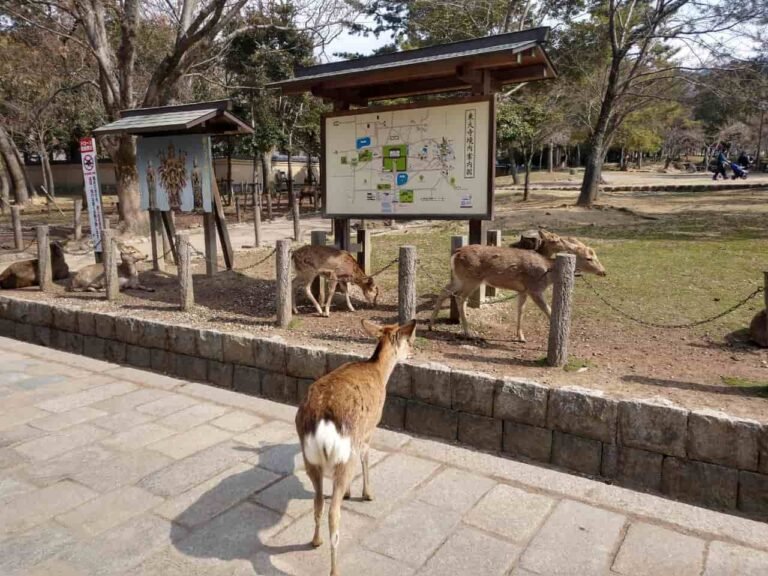 Nara Park todaji go-jpan.mx